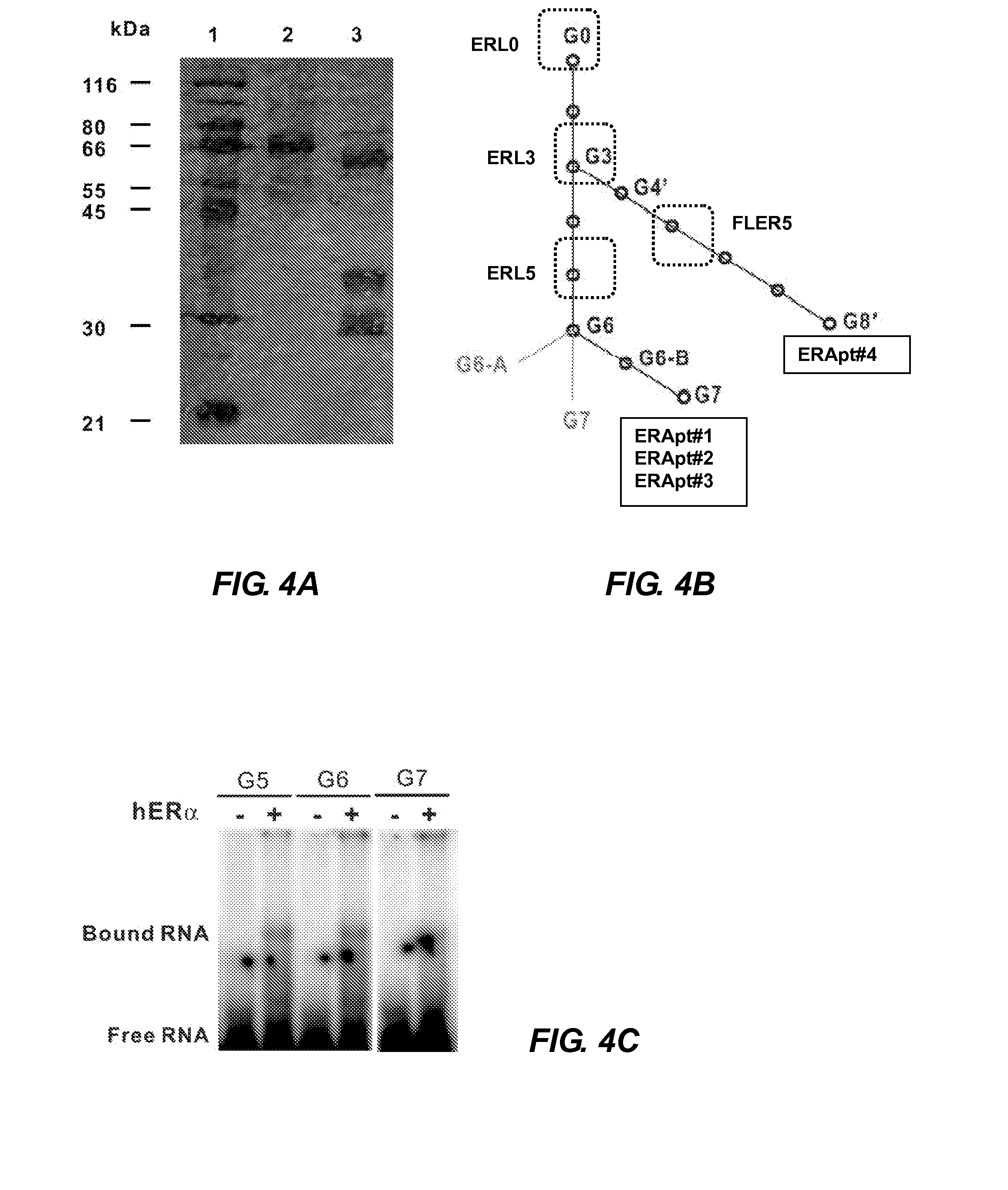 Aptamer modulators of estrogen receptors