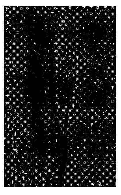 Spatial-spectral associated prediction-based hyperspectral image lossless compression method