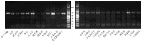 Method utilizing environmental sediment samples to monitor freshwater benthic animals