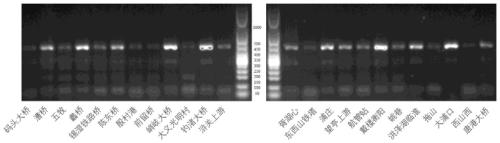 Method utilizing environmental sediment samples to monitor freshwater benthic animals