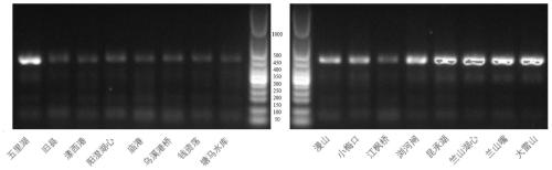 Method utilizing environmental sediment samples to monitor freshwater benthic animals