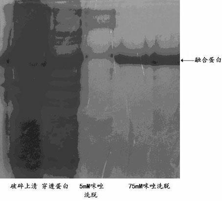 Method for preparing thymosin polypeptide by using interin