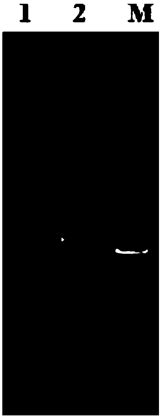 Immunochromatographic milk PEDV (porcine epidemic diarrhea virus) test strip and preparation method and application thereof