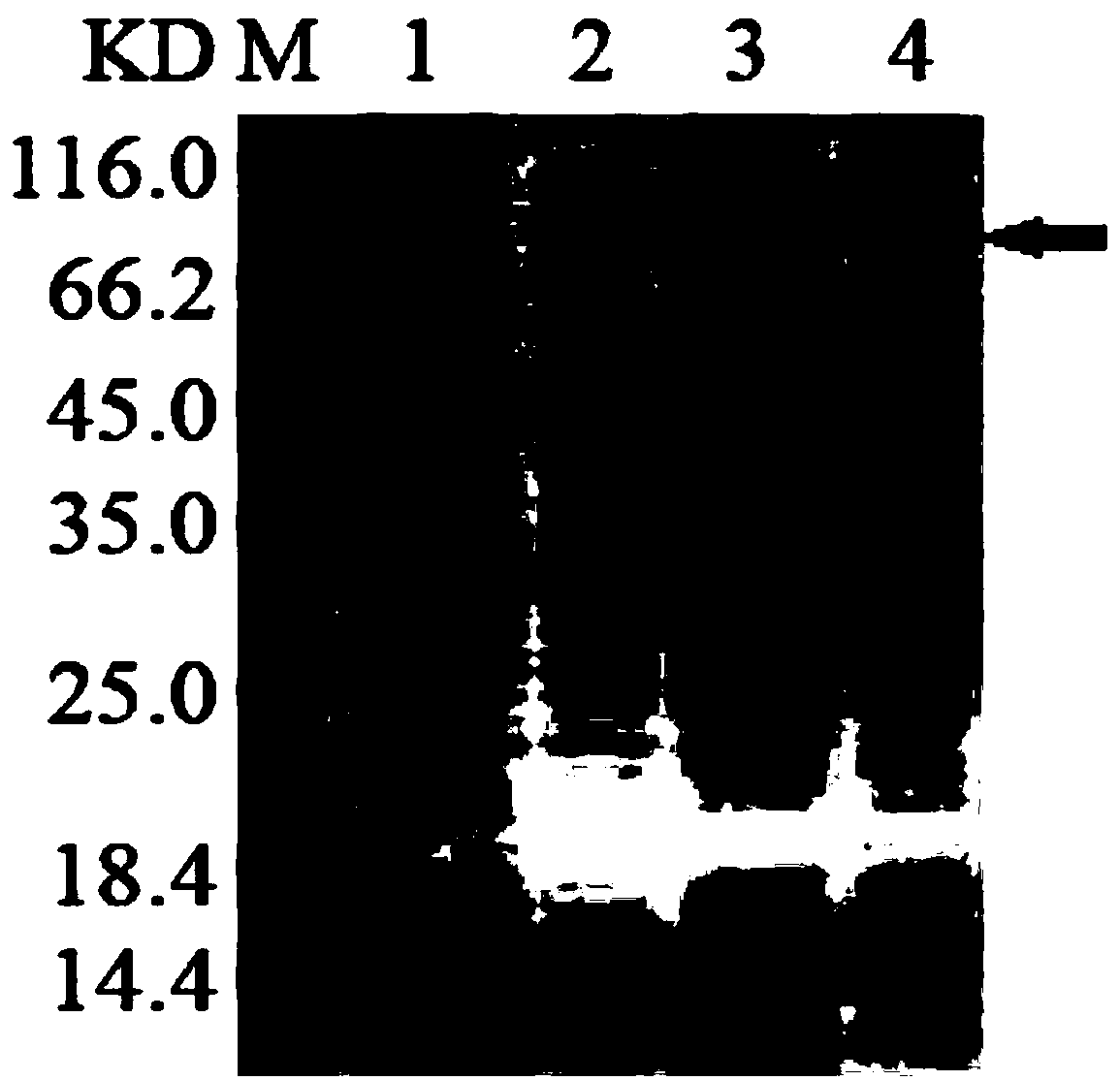 Immunochromatographic milk PEDV (porcine epidemic diarrhea virus) test strip and preparation method and application thereof