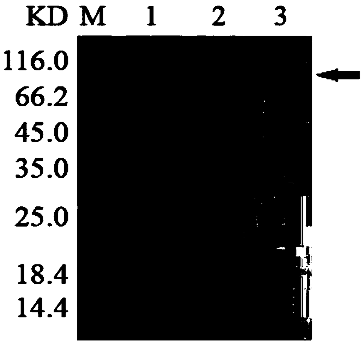 Immunochromatographic milk PEDV (porcine epidemic diarrhea virus) test strip and preparation method and application thereof