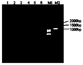 Sugarcane callus coloring controlling gene ScSN and application thereof