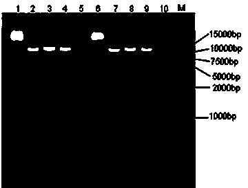 Sugarcane callus coloring controlling gene ScSN and application thereof