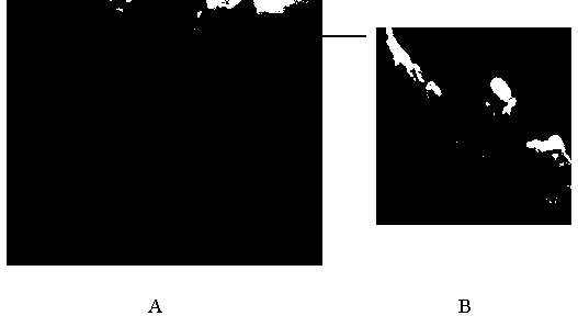 Sugarcane callus coloring controlling gene ScSN and application thereof