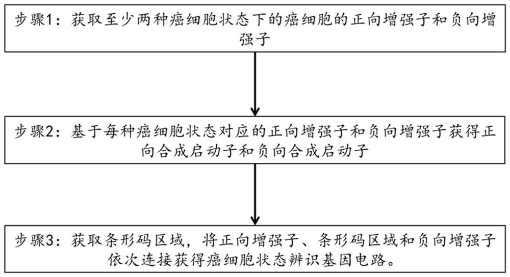 Cancer cell analysis gene circuit assembly and production method thereof