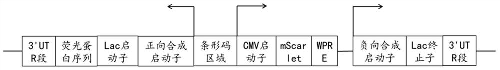 Cancer cell analysis gene circuit assembly and production method thereof