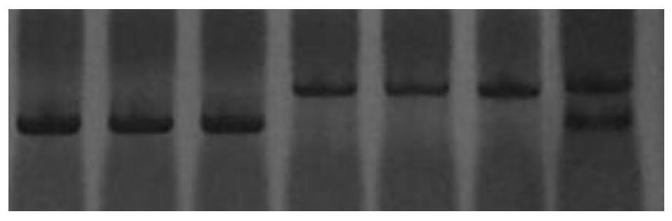 SSR primer and method for identifying purity of hybrid seeds of Zaojia Luffa cylindrica