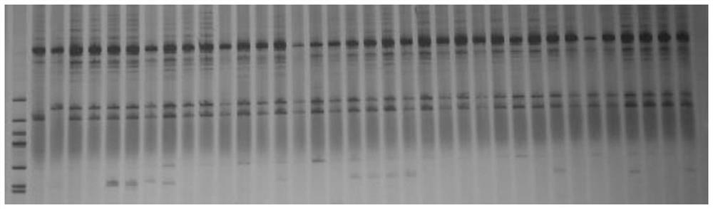 SSR primer and method for identifying purity of hybrid seeds of Zaojia Luffa cylindrica