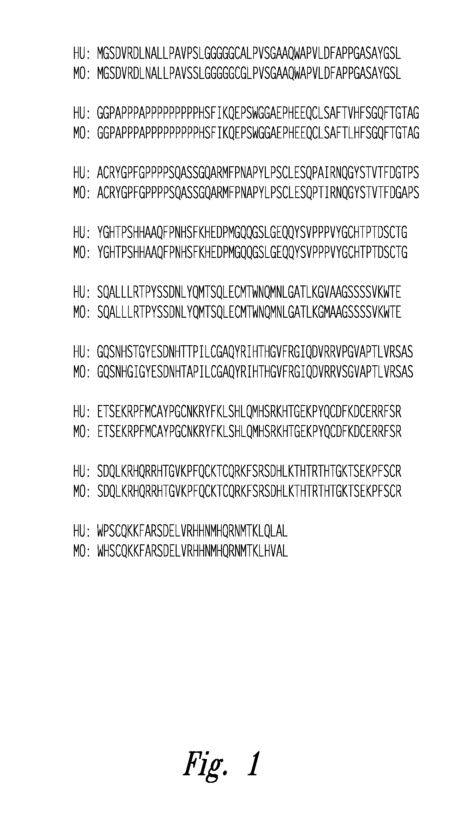 Compositions and method for WT1 specific immunotherapy