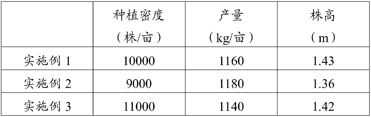 Crossbreeding method for low-stem maize