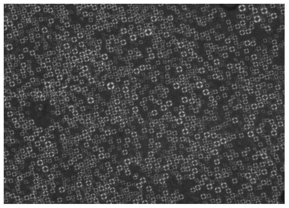 A kind of anti-oxidation and moisturizing liquid crystal composition and its preparation method and application