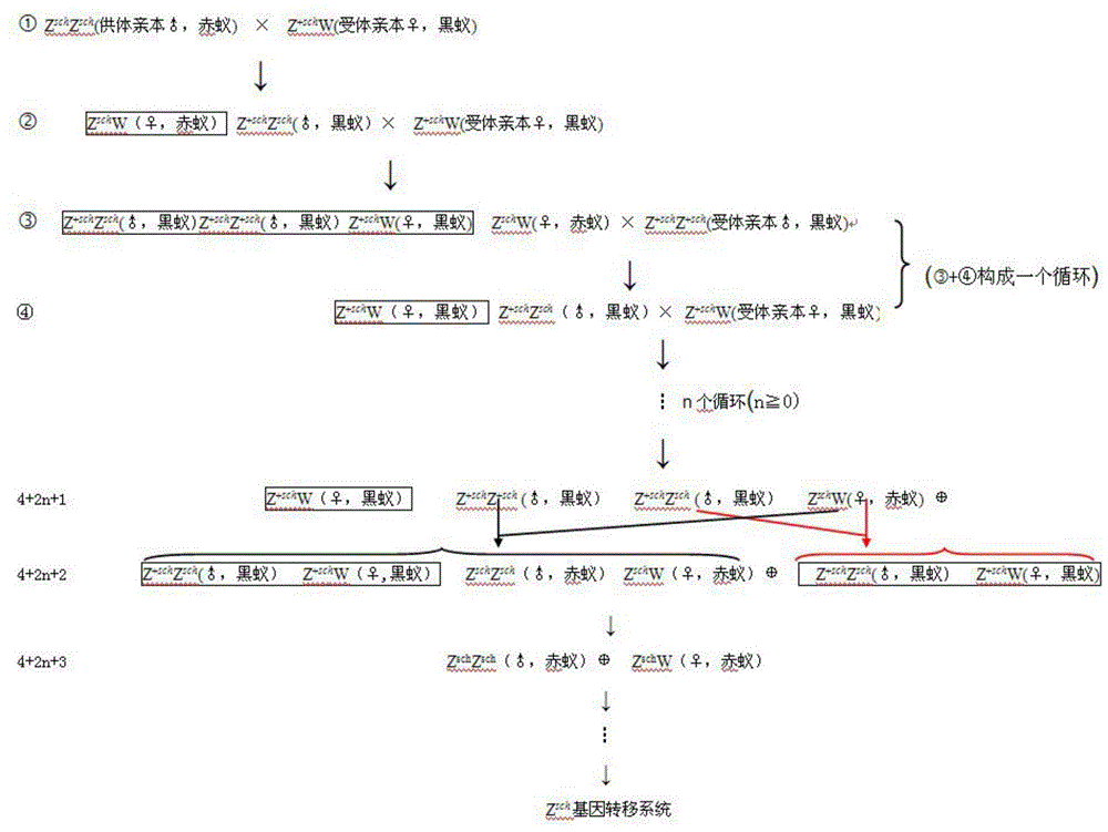 Practical silkworm variety cultivation method capable of controlling male ratio and application