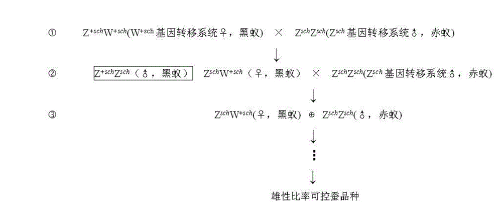 Practical silkworm variety cultivation method capable of controlling male ratio and application