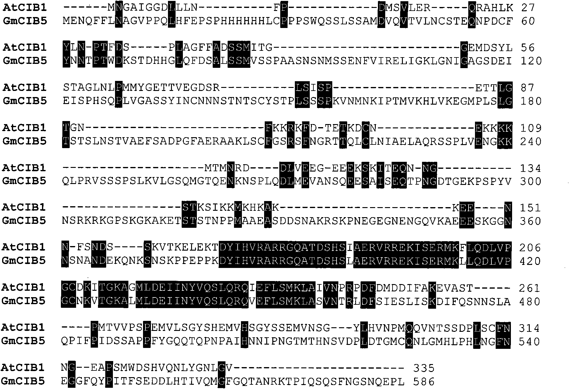 Soybean blossoming regulator gene GmCIB5, encoding protein and application thereof