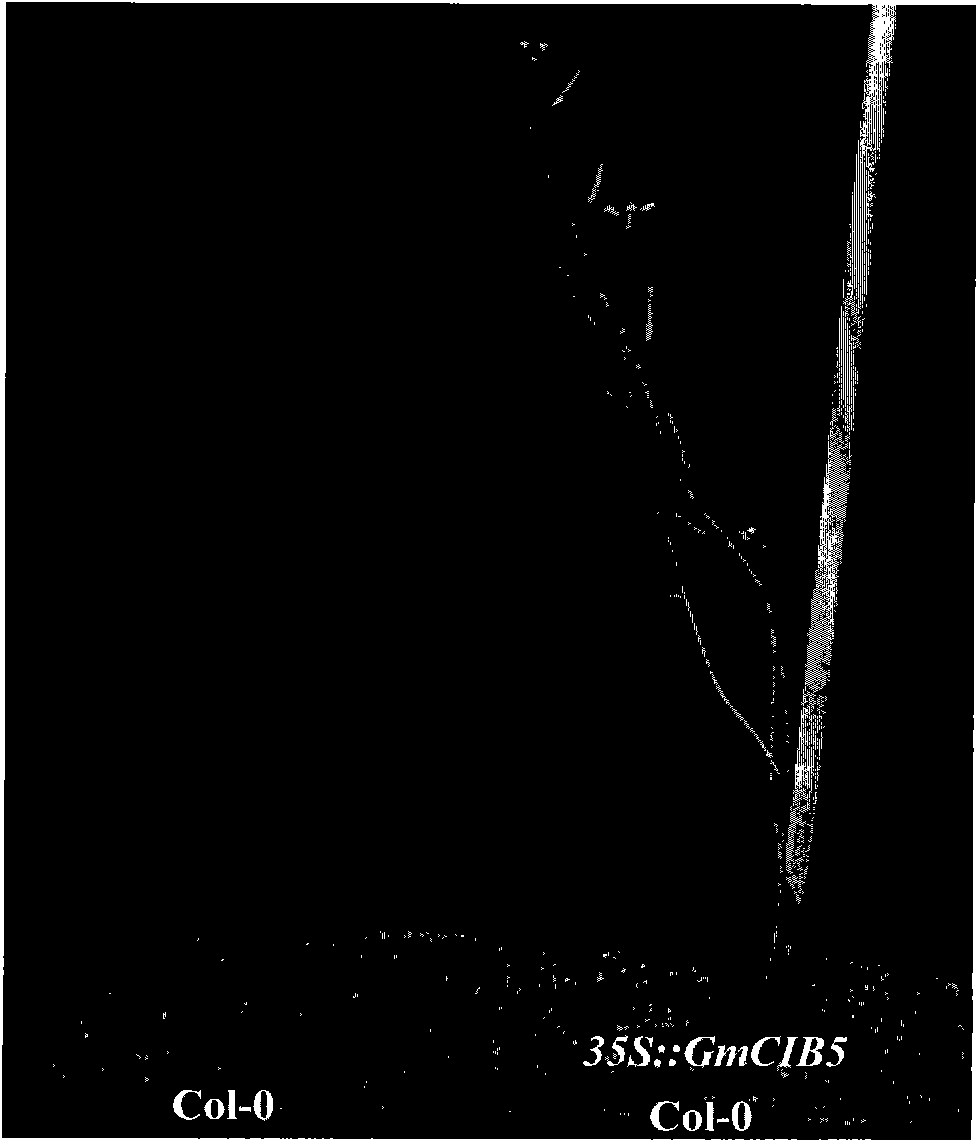 Soybean blossoming regulator gene GmCIB5, encoding protein and application thereof