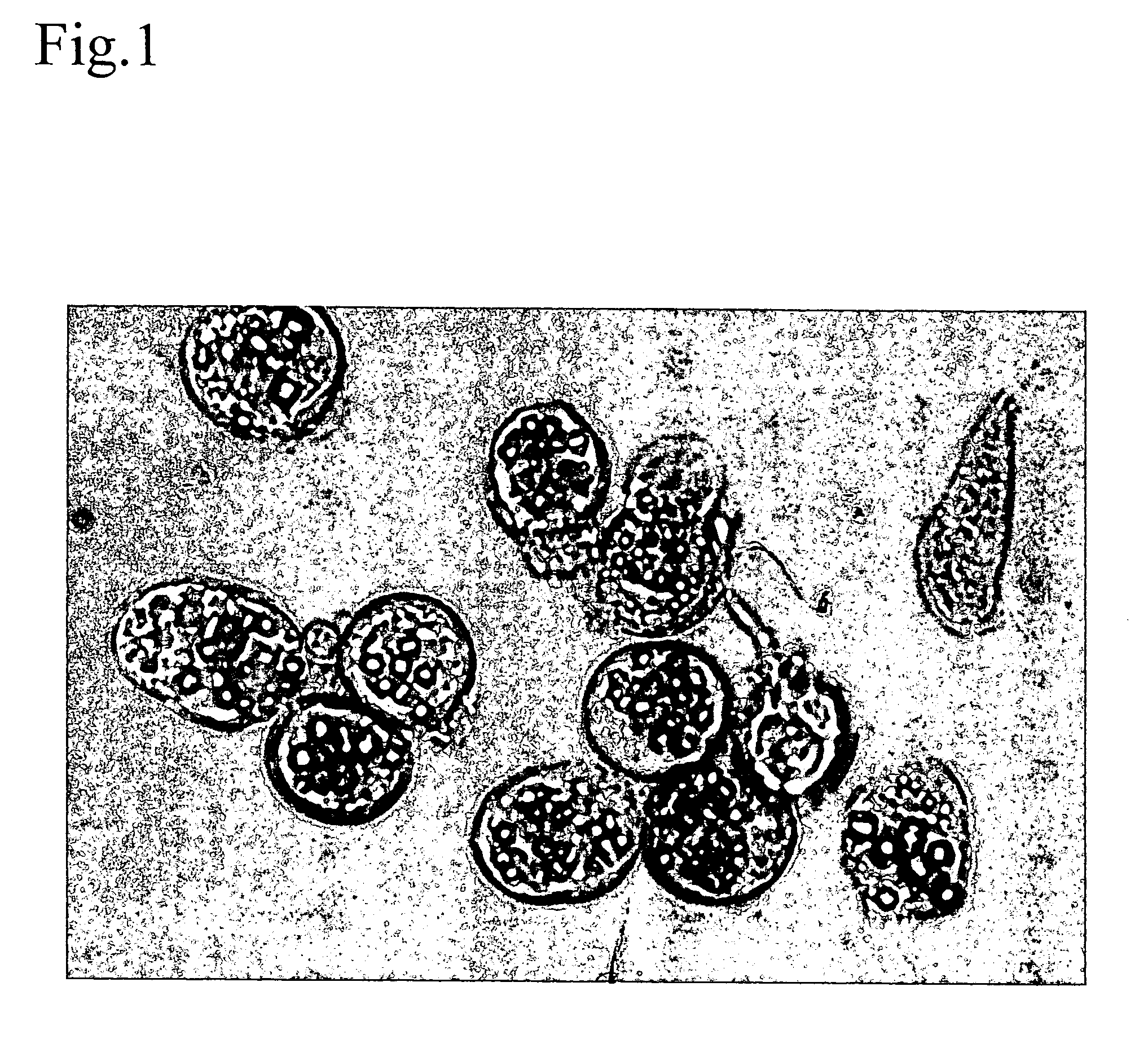 Cytoplasmic polyhedrosis virus polyhedrin protein complex