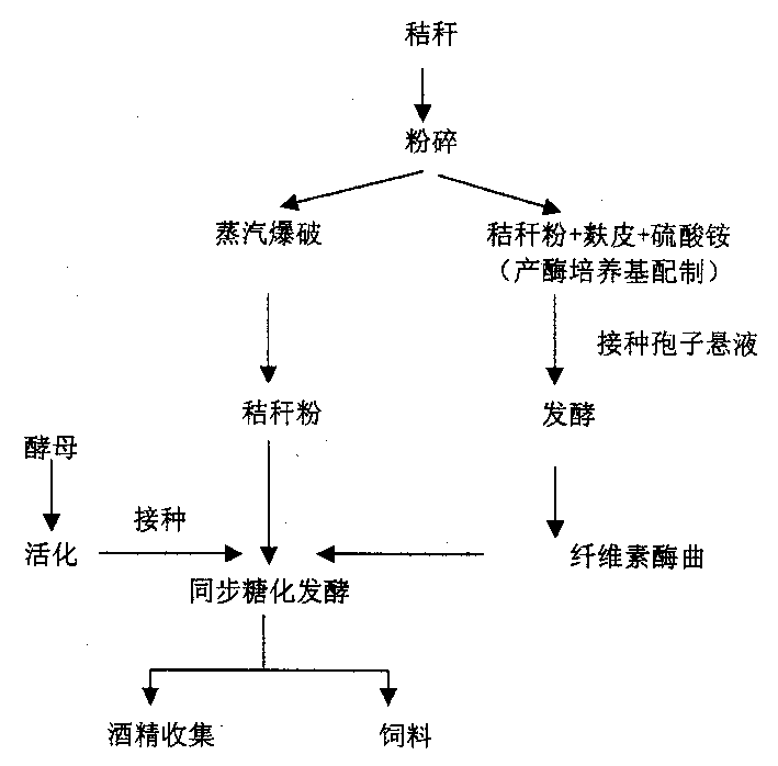 Method for producing alcohol by solid fermentation of stalks