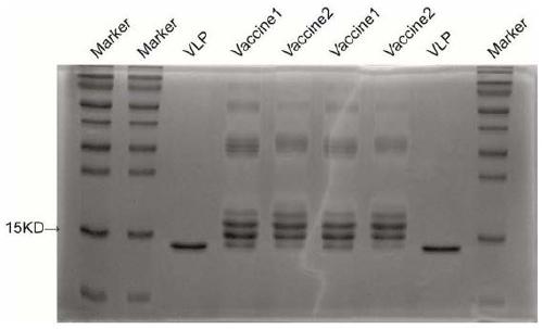 Immunogenic peptide fragments of [alpha]1D-adrenergic receptor for hypertension treatment and application thereof