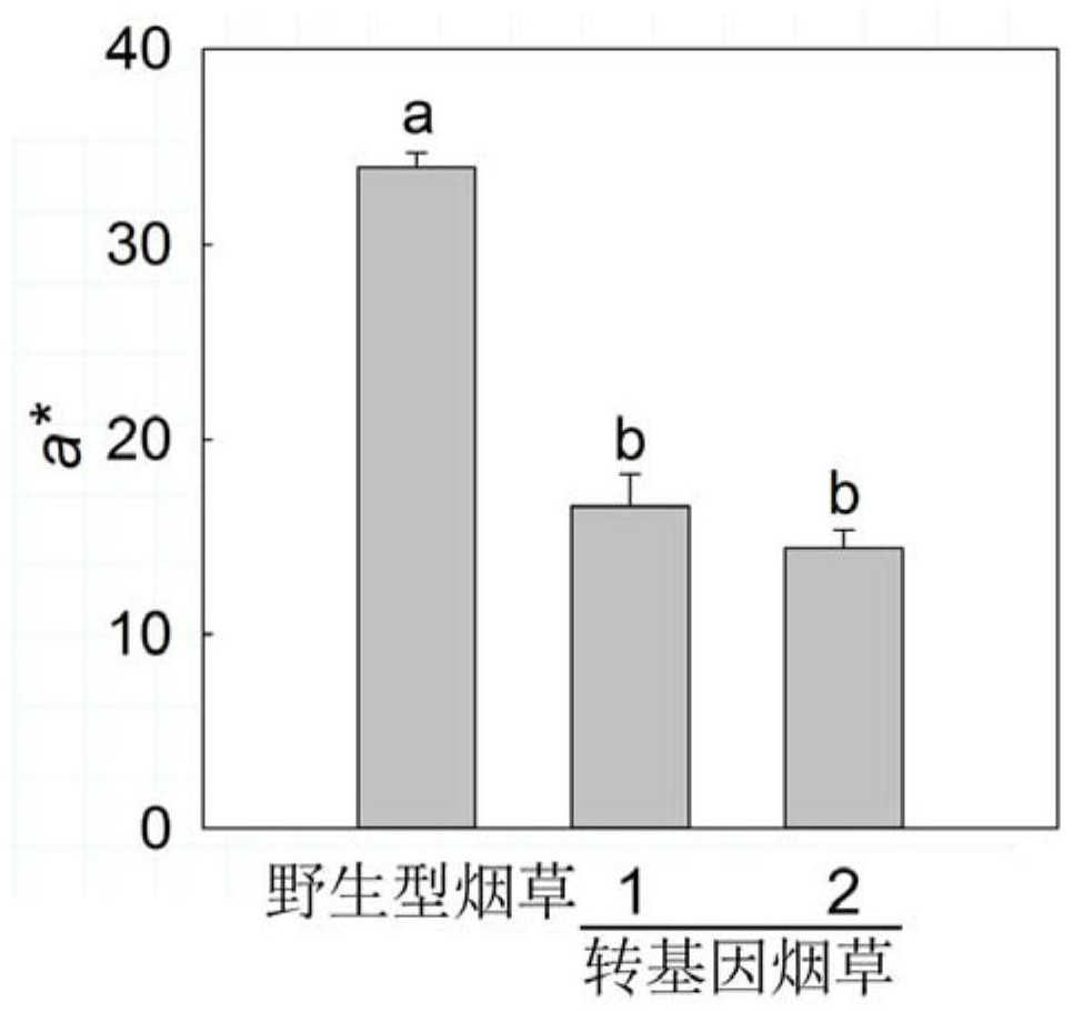 Application of a Paeonia lactiflora PlTDC gene in changing plant flower colors