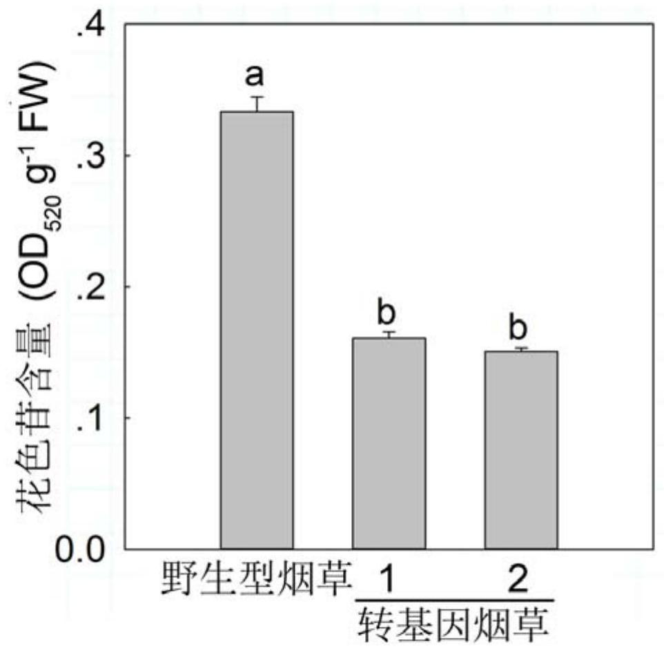 Application of a Paeonia lactiflora PlTDC gene in changing plant flower colors