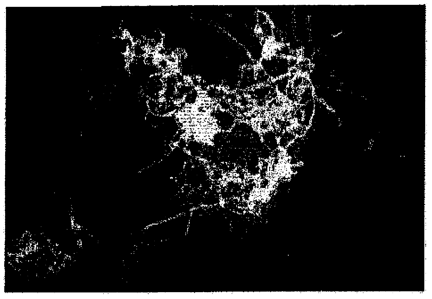 Mixed strain culture for the disposal of food waste, and food waste disposal method using same