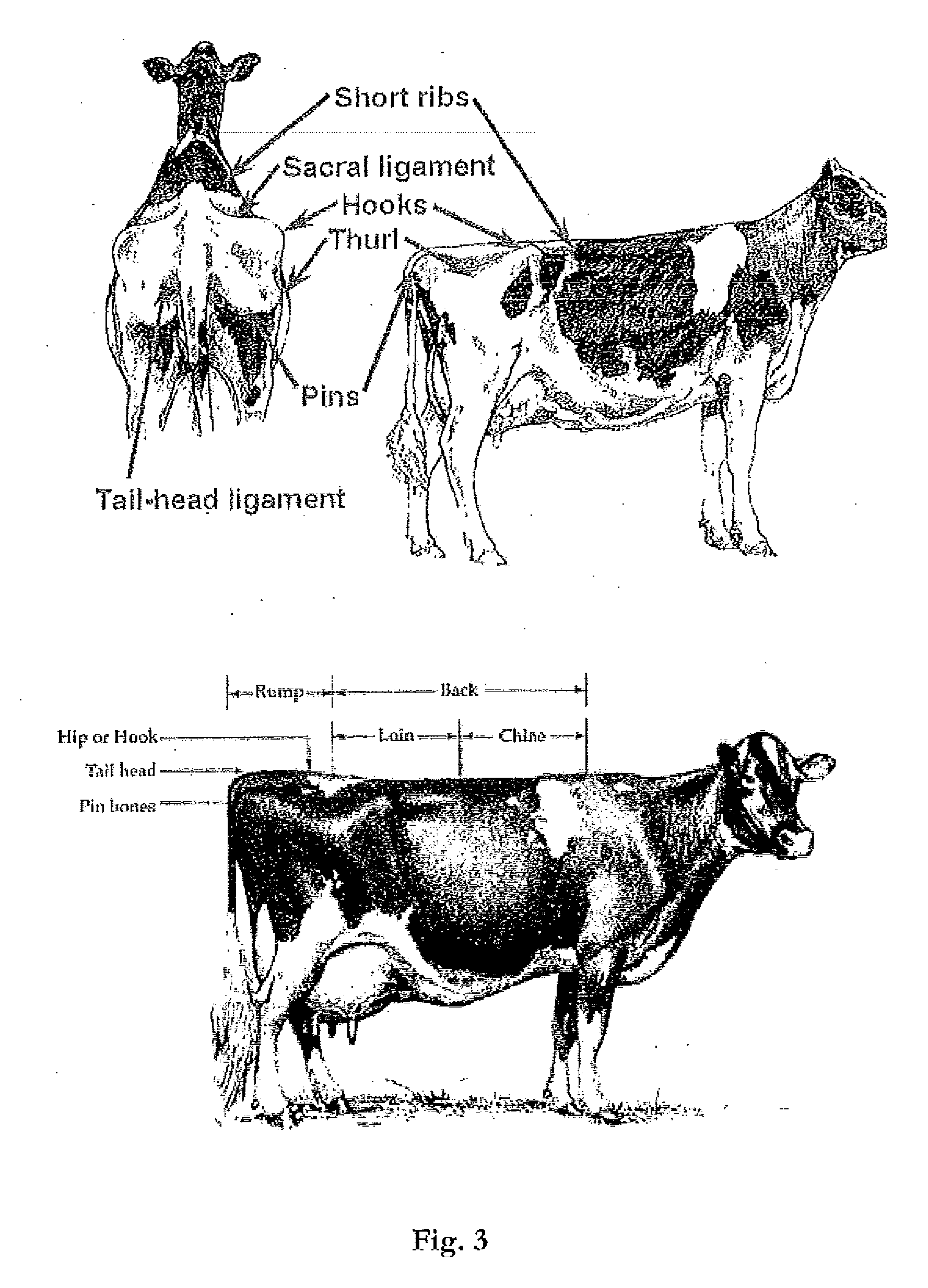 Arrangement and method for determining a body condition score of an animal