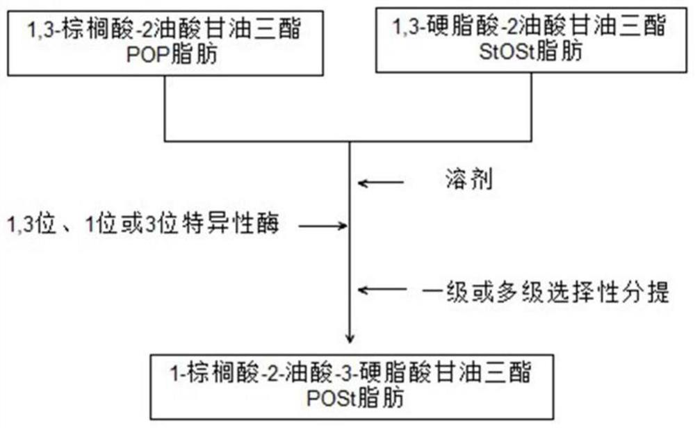 A kind of preparation method of 1-palmitic acid-2-oleic acid-3-stearic acid triglyceride fat