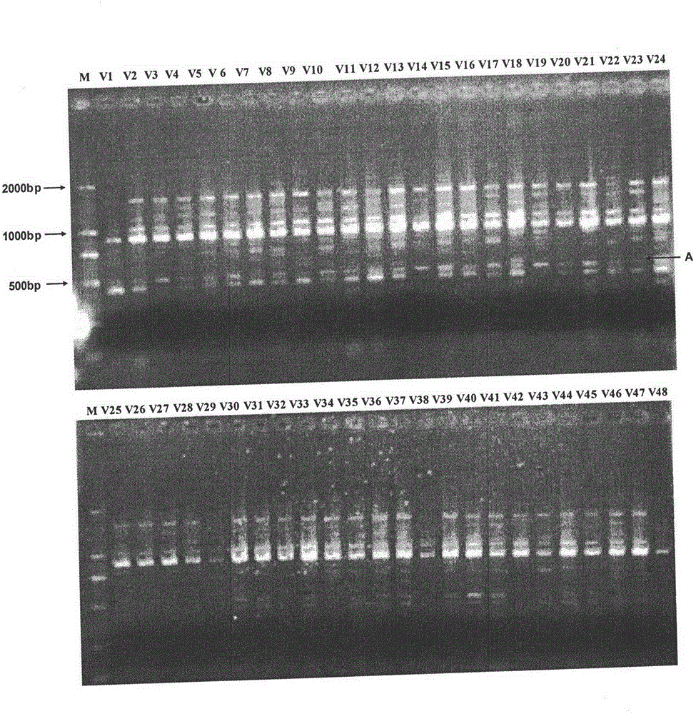 Cytoplasm type dividing method of millet breeding materials