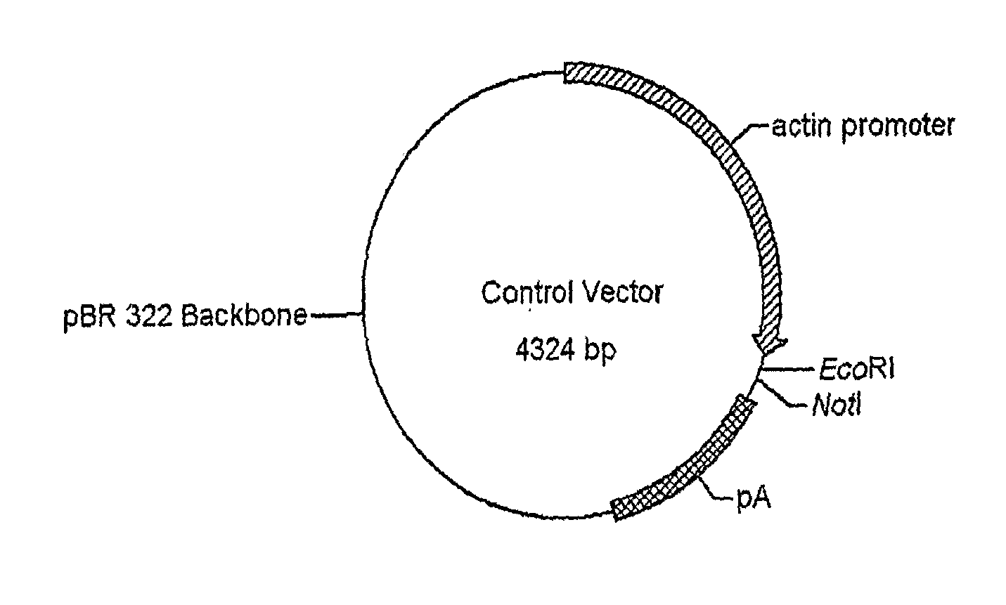 Use of chick beta actin gene intron-1