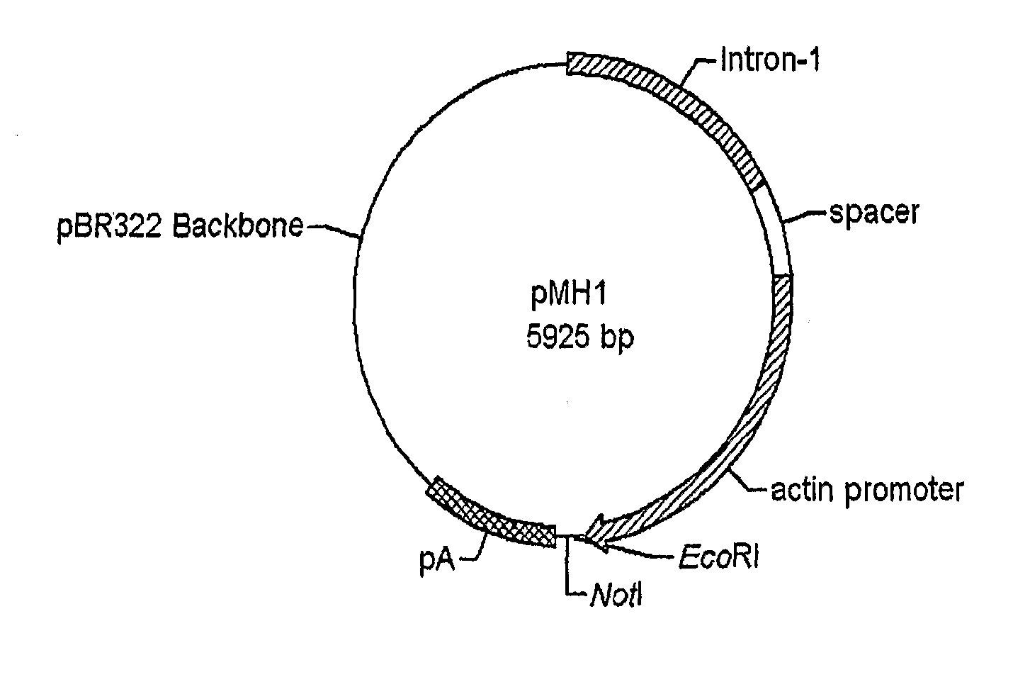 Use of chick beta actin gene intron-1