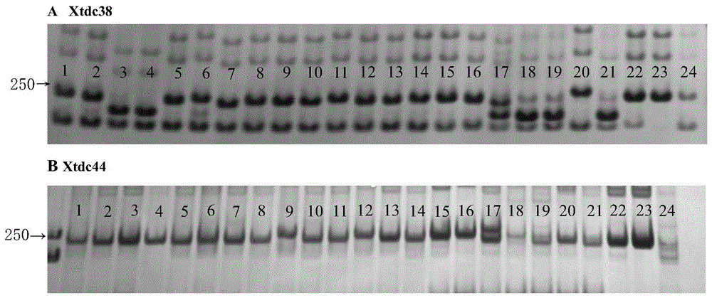 A method using SNPs to develop SNP-SSR molecular markers tightly linked to SNPs