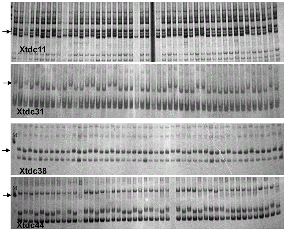 A method using SNPs to develop SNP-SSR molecular markers tightly linked to SNPs