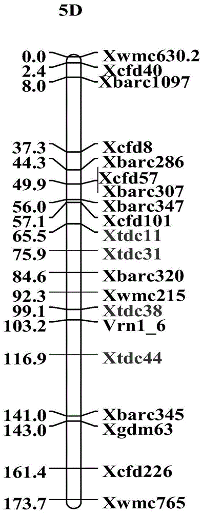 A method using SNPs to develop SNP-SSR molecular markers tightly linked to SNPs