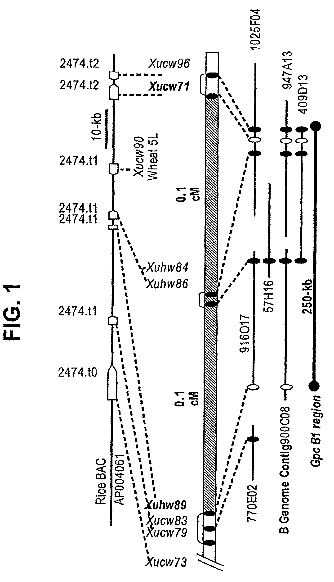 NAC from wheat for increasing grain protein content