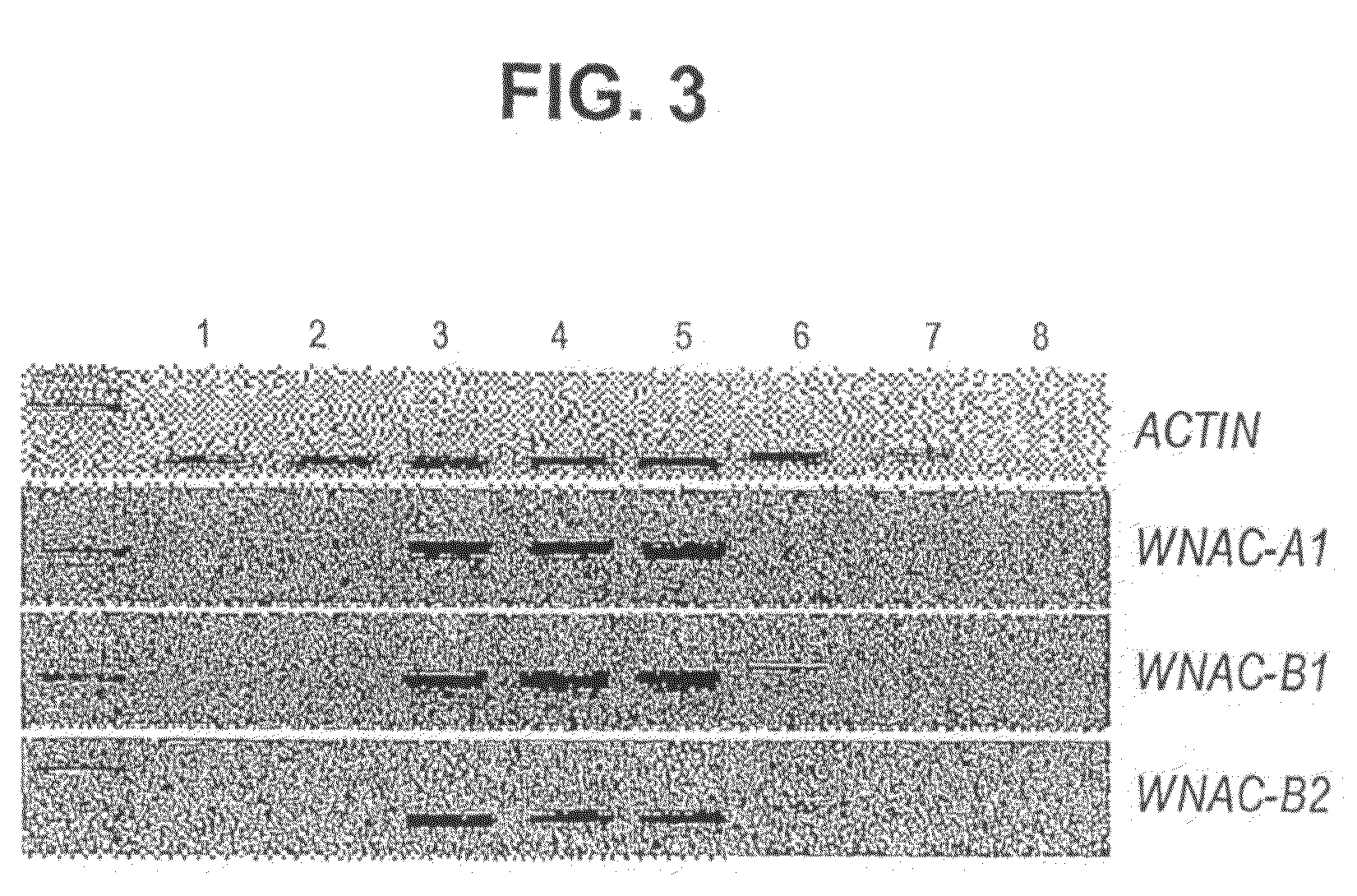 NAC from wheat for increasing grain protein content