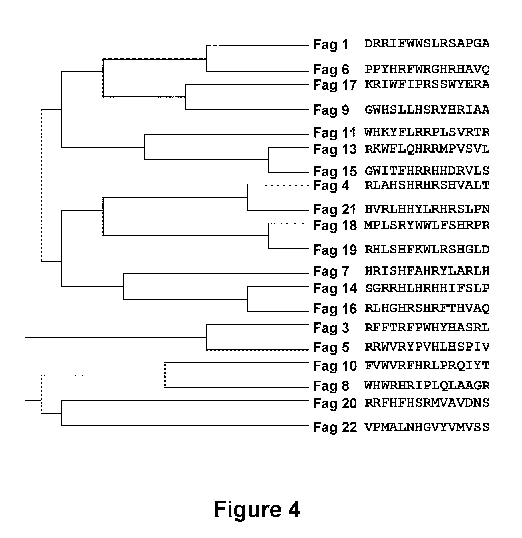 PEPTIDES WITH THE CAPACITY TO BIND TO TRANSFORMING GROWTH FACTOR beta 1 (TGF-beta 1)