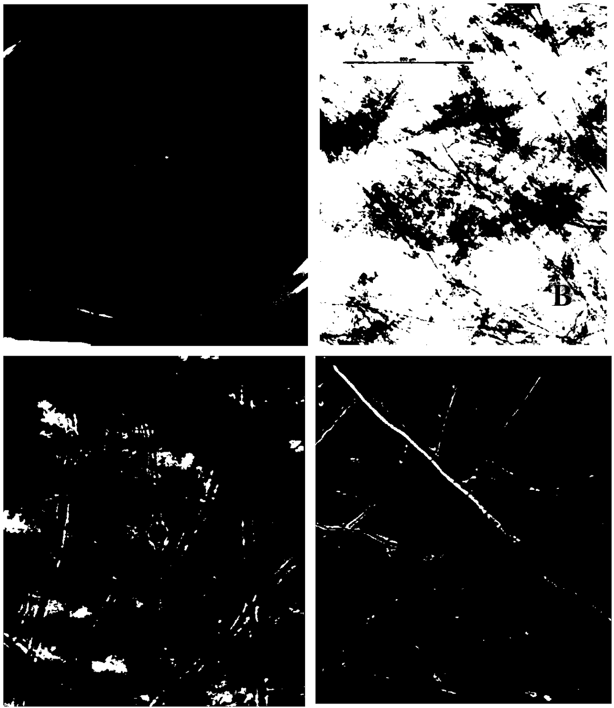 Recombinant arthrobotrys oligospora of Aozl gene dual promoters and preparation method of recombinant arthrobotrys oligospora