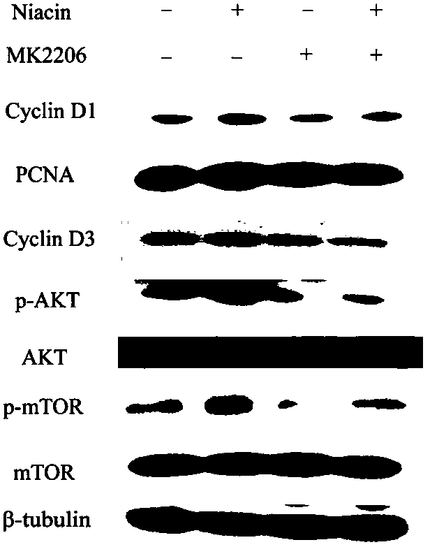 Experimental method for promoting animal mammary gland development by using vitamin B3