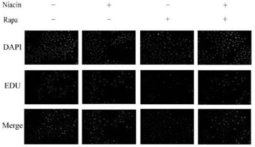 Experimental method for promoting animal mammary gland development by using vitamin B3