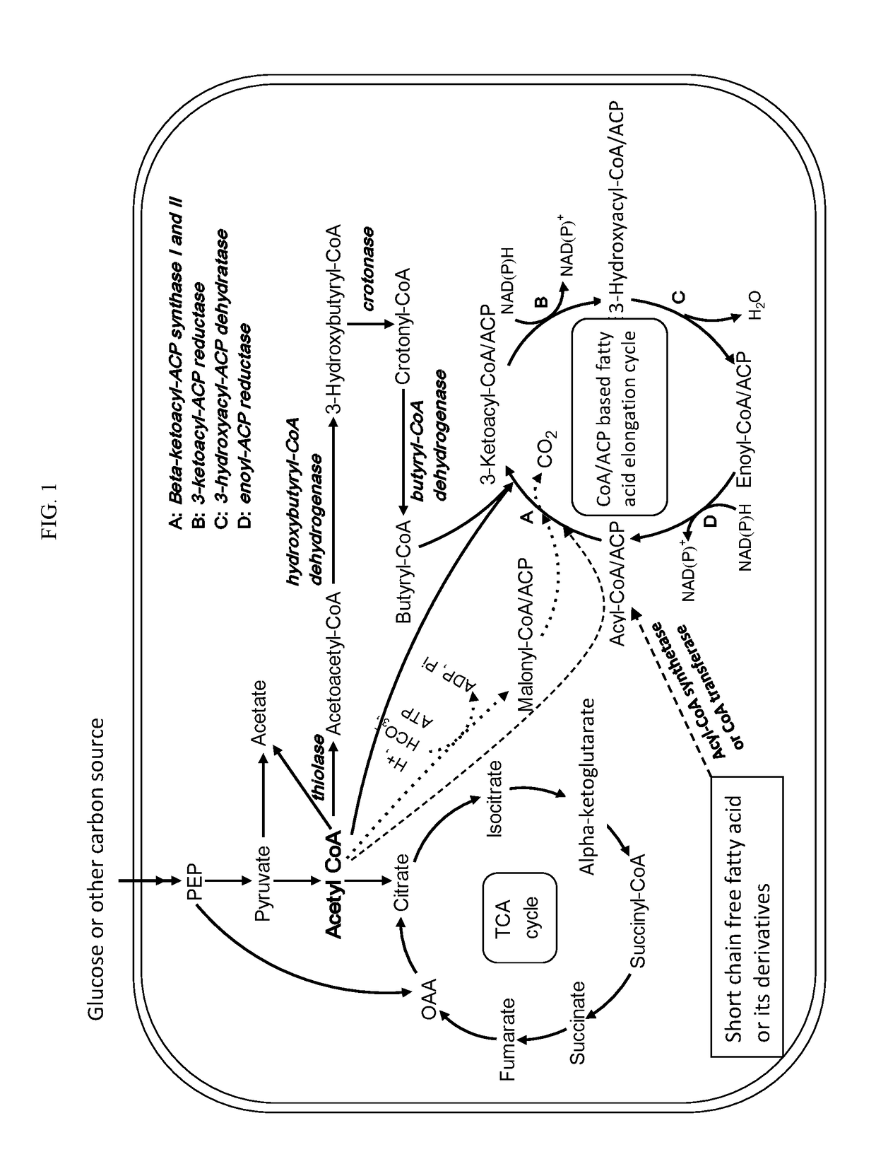 Kas-iii free fa synthesis