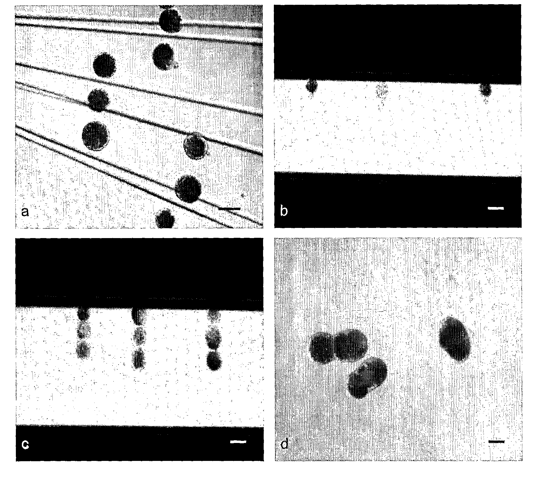 Cell nuclear transfer