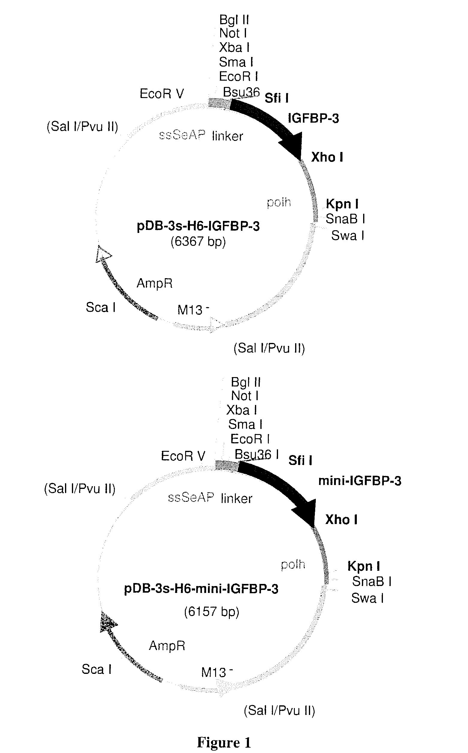 Igfbp-3 derivatives and uses thereof