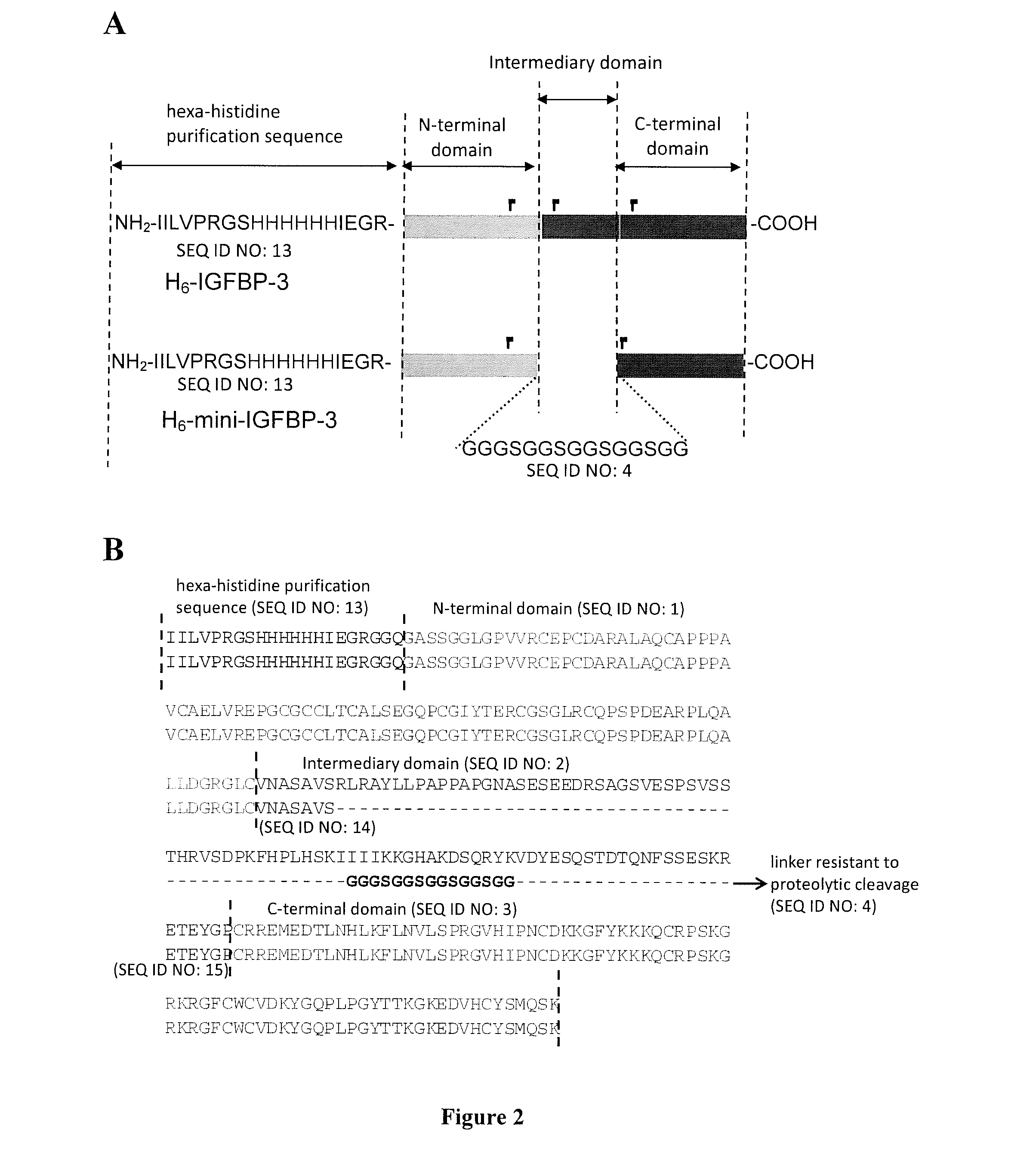 Igfbp-3 derivatives and uses thereof