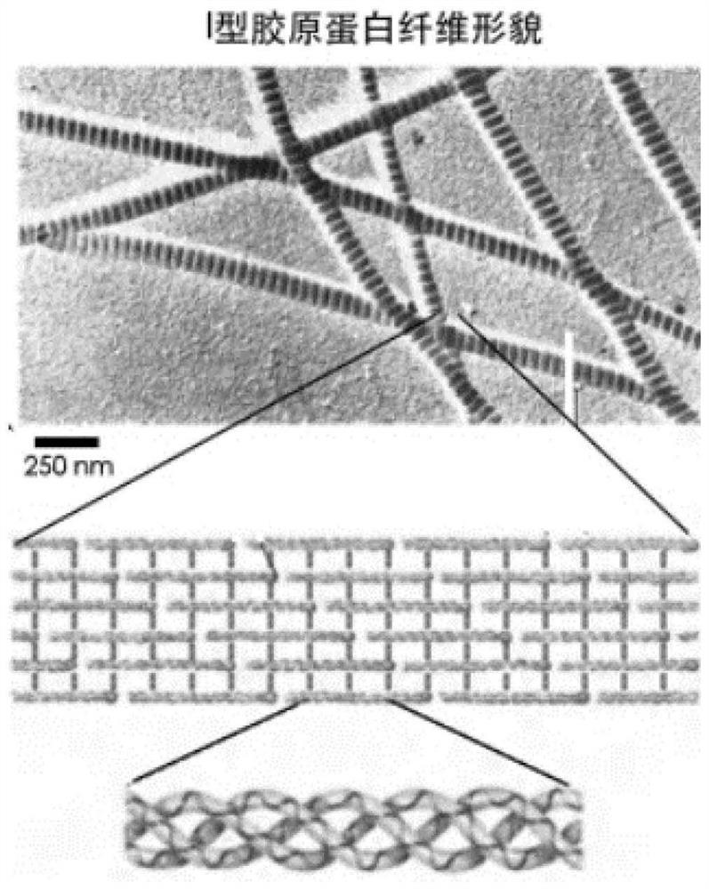 A method for regulating the period length of type I collagen fiber striations