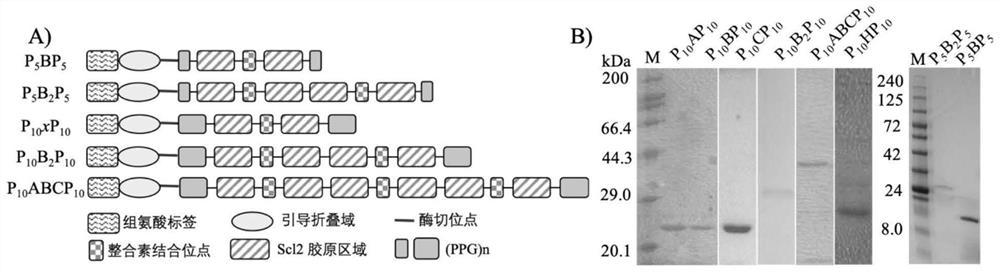 A method for regulating the period length of type I collagen fiber striations