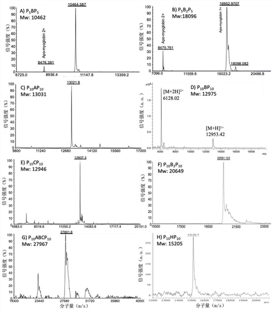 A method for regulating the period length of type I collagen fiber striations